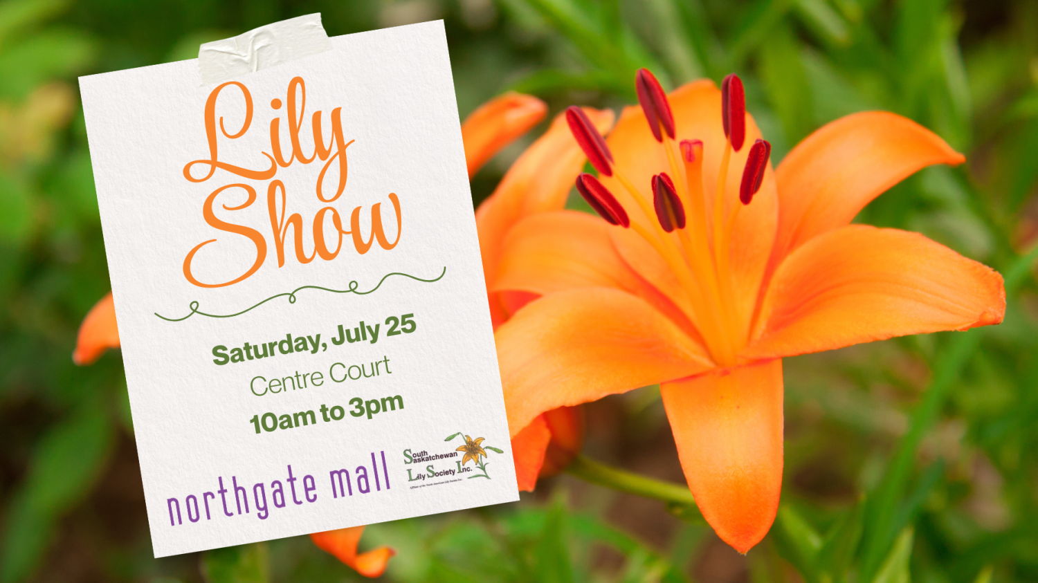 Lily Show