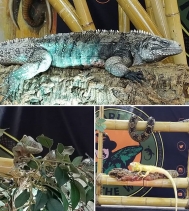 Join Safari Jeff in Centre Court at the @northgateyqr! 🐸🐢🐍🦎*Free Admission* 
This thrilling and educational interactive live show features an array of beautiful and rare reptiles from around the world!!
ShowTimes 
THURS 🔹️ 1PM & 6:30PM
FR